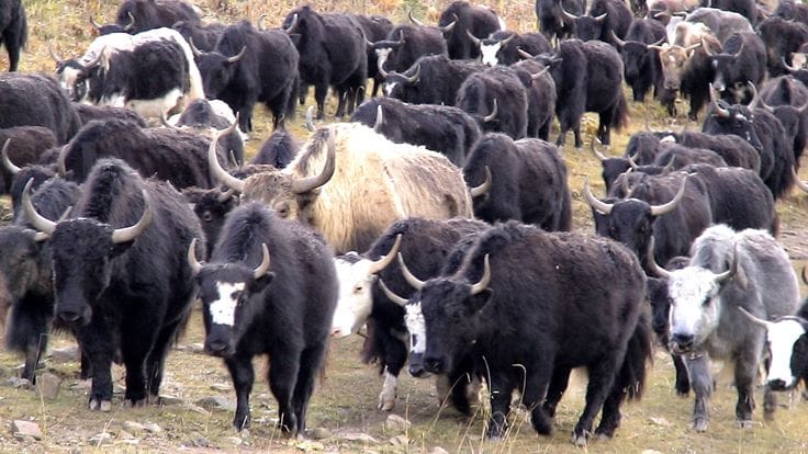 Mask Me In St. Louis: How to Minimize Human Suffering